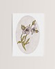 grafiki i ilustracje Plakat botaniczny - CIEMIERNIK 1