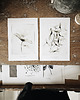 plakaty Plakat Klon Acer planetoids L. 2 prints 30x40 cm 1