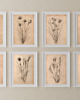 grafiki i ilustracje ZESTAW 8 PLAKATÓW beżowe botaniczne vintage 1