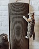 dla zwierząt różne Bellycat 4