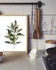 plakaty PLAKAT BOTANICZNY oliwka kuchenna grafika 2
