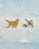 kolczyki ceramiczne Golden retriever mini pieski- ceramiczne sztyfty 1