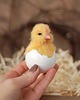 Wielkanoc - inne Kurczaczek Wielkanocny w skorupce 2