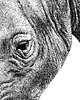 grafiki i ilustracje Nosorożec 1