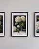 grafiki i ilustracje ZESTAW PLAKATÓW botaniczne, hortensja akwarela 1