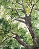 obrazy Akwarela Korona drzew oryginalny obraz 300g 23x30 cm 1