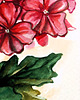 grafiki i ilustracje Akwarela "Pelargonie" 2