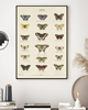 plakaty PLAKAT z motylami, plansza, grafika, motyle, owady 3