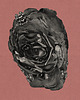 plakaty Plakat Hidden Beauty 1