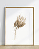 grafiki i ilustracje Protea, grafika, akwarela - sepia 2