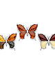 broszki Duża broszka motyl bursztynowy 4
