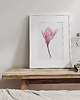 grafiki i ilustracje Magnolia, grafika, akwarela 3