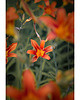 fotografia Liliowiec 1