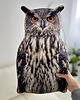 poduszki z grafiką Poduszka Duża Sowa Puchacz Bubo Bubo 4