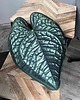 poduszki z grafiką Poduszka Liść Anthurium Luxurians 3