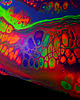 obrazy Kolorowy obraz świecący w UV "Fluid life"- 3 x 40x60 cm wysyłka gratis 6