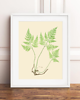 grafiki i ilustracje PLAKATY  botaniczne paproć grafiki  vintage 5