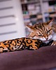 Zabawki dla zwierząt Zabawka dla kota kopacz kick & hug ze sznureczkami i kocimiętką JAGUAR 2