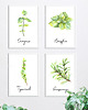 plakaty Plakat botaniczny GRAFIKA roślina ZIOŁA oregano 2