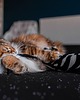 Zabawki dla zwierząt Zabawka dla kota kopacz kick & hug ze sznureczkami i kocimiętką ZEBRA BIAŁA 4