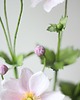 dodatki - różne Dekoracja botaniczna, kwiaty z papieru - anemony, zawilce 3