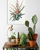 plakaty Bromelia  - Plakat botaniczny - Retro 2