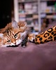 Zabawki dla zwierząt Zabawka dla kota kopacz kick & hug ze sznureczkami i kocimiętką JAGUAR 4