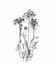 grafiki i ilustracje Aminek 30x40 - grafika botaniczna 2