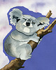 plakaty Plakat "Koala" 3