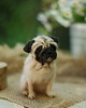 figurki i rzeźby Mops Miniatura- zamówienie indywidualne 8