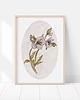 grafiki i ilustracje Plakat botaniczny - CIEMIERNIK 2