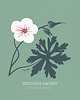plakaty Bodziszek/ seria Herbarium plakat 40x40 cm 1