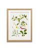grafiki i ilustracje PLAKATY  botaniczne vintage ryciny kwiaty 4