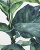 grafiki i ilustracje Fikus liriolistny  - ilustracja botaniczna 2