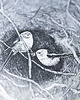 plakaty Print A3 RANIUSZKI ("DOM") 2