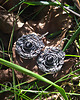 kolczyki wire wrapping Srebrne wianki - diopsyd gwiaździsty 2