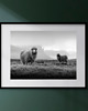 fotografia PLAKAT fotografia owca owce góry czarno biała 4