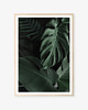 fotografia DWA PLAKATY galeria botaniczne monstera 2