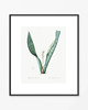 grafiki i ilustracje PLAKATY botaniczne ilustracje vintage 5