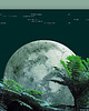 plakaty Plakat Jungle 2