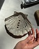 mydelniczki Ceramiczna Mydelniczka z Odpływem Muszelka Muszla Dalmatinian 1