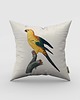 poduszki z grafiką Poduszka - Papuga Sun Parakeet 4