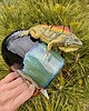 kubki Kubek z iguaną 1