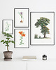 plakaty Plakat botaniczny ilustracja z kwiatem Cykuta 1