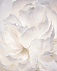 obrazy 100x70 cm Romantyczna biała róża w kroplach rosy (1-0403) 1