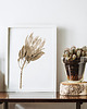 grafiki i ilustracje Protea, grafika, akwarela - sepia 3