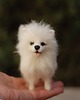 figurki i rzeźby Pomeranian Biały- Mianiatura 2
