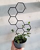 kwietniki Drabinka do kwiatów domowych Grow High Honey 2