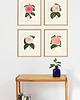 grafiki i ilustracje Zestaw Grafik Botanicznych Vintage 5