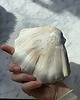 pojemniki na biżuterię Podstawka na Biżuterię Palo Santo Ceramiczna Muszelka Milky Romantic 6
